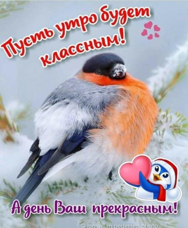 желтогрудый снегирь