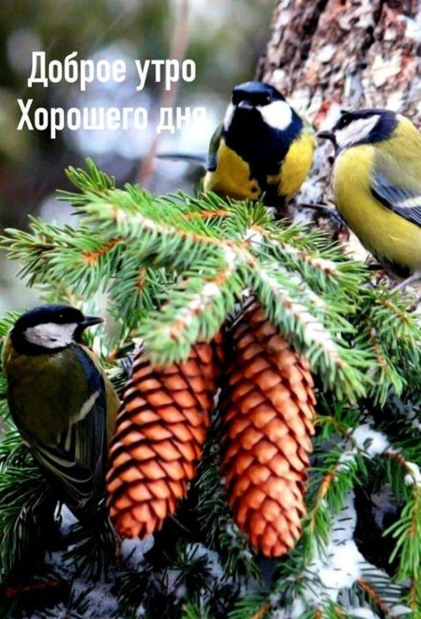 агафий полухлебник