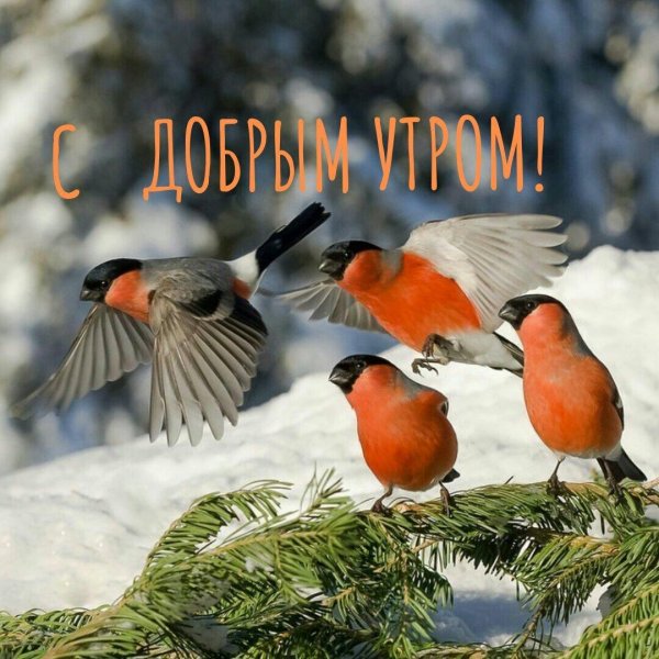 снегирь вьюрковые