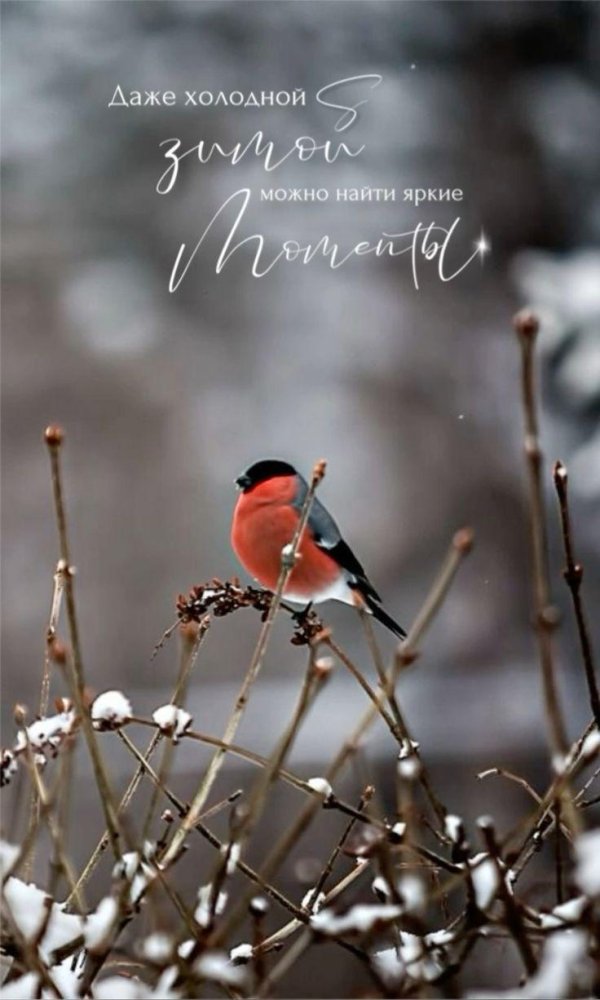 зимние птицы