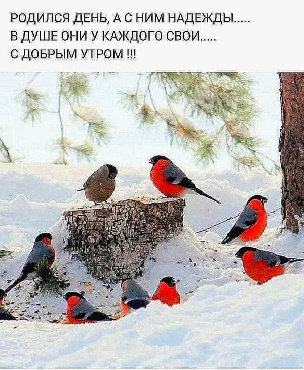 стайка снегирей