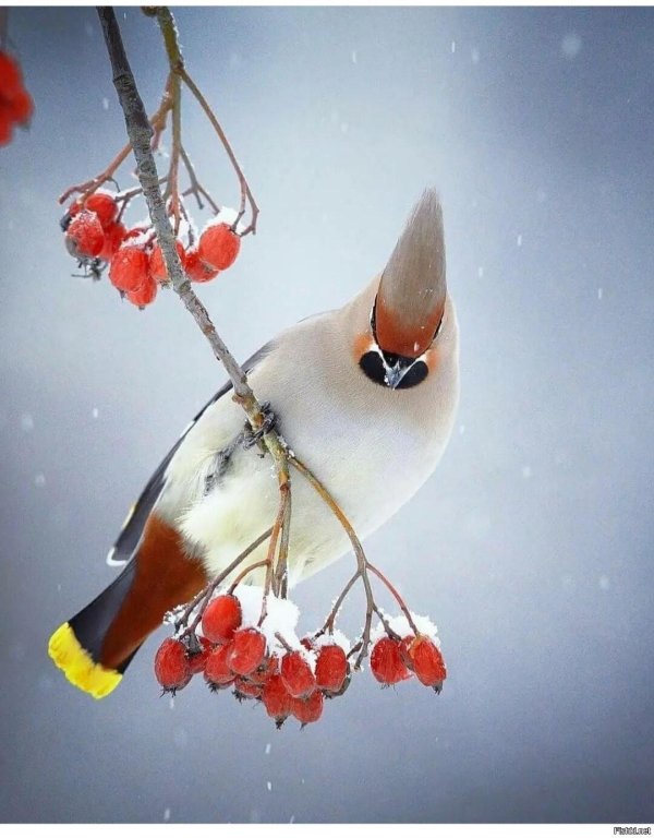 богемский свиристель