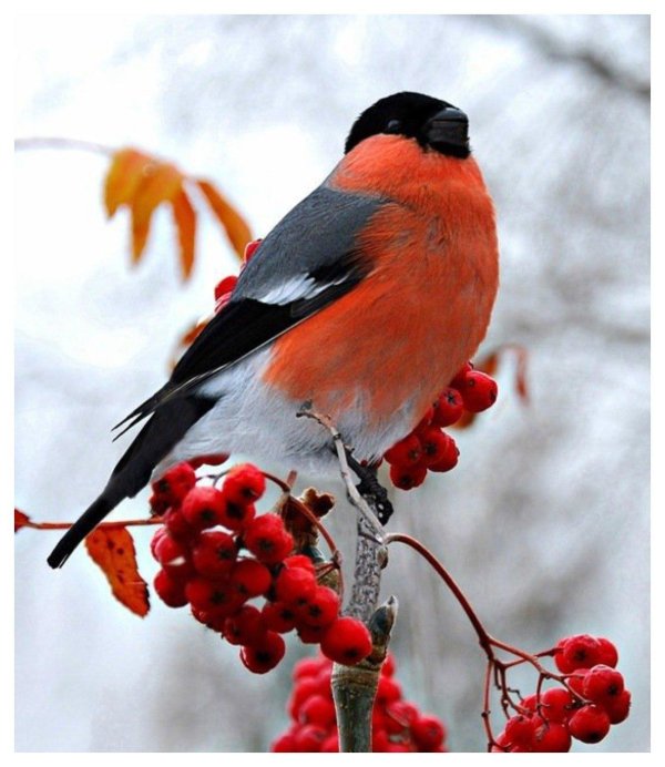 красногрудый снегирь