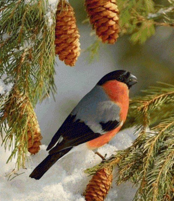 снегирь обыкновенный pyrrhula pyrrhula