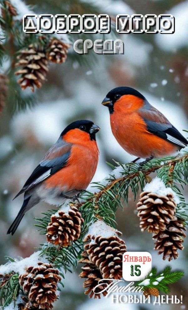 9 января день снегиря