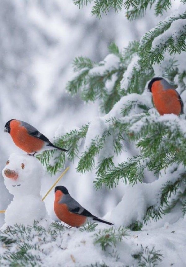 снегирь обыкновенный