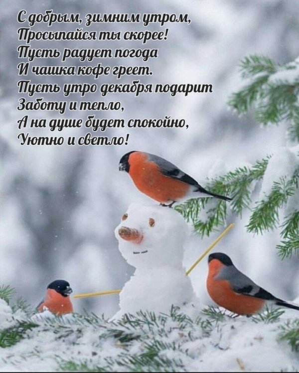 зимние птицы