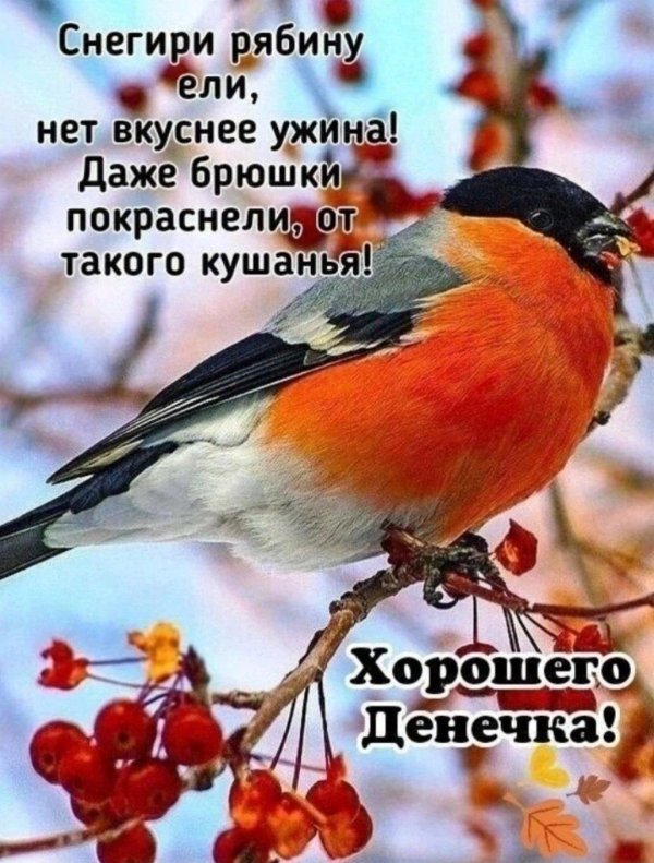 красноголовый снегирь