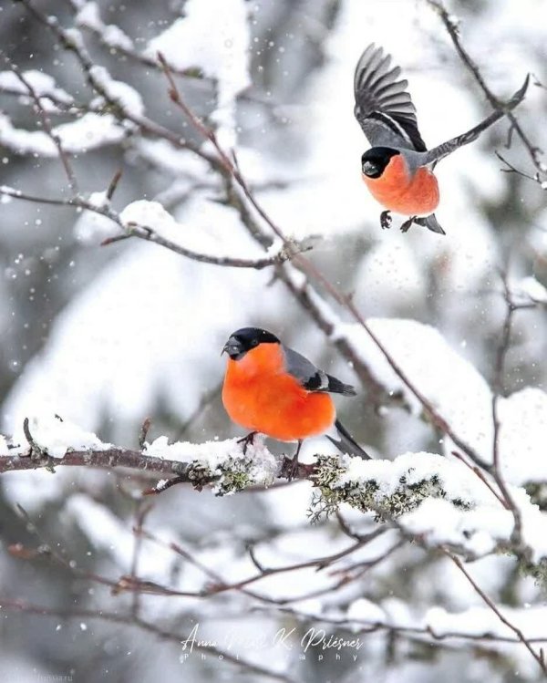 снегирь обыкновенный pyrrhula pyrrhula