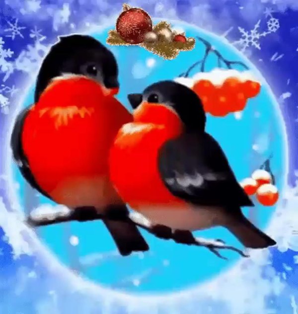 два снегиря