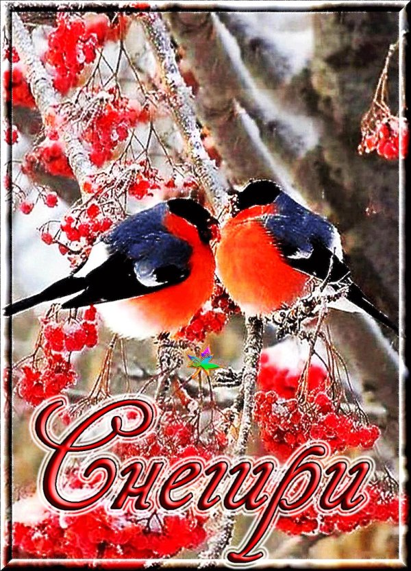 снегири зимой