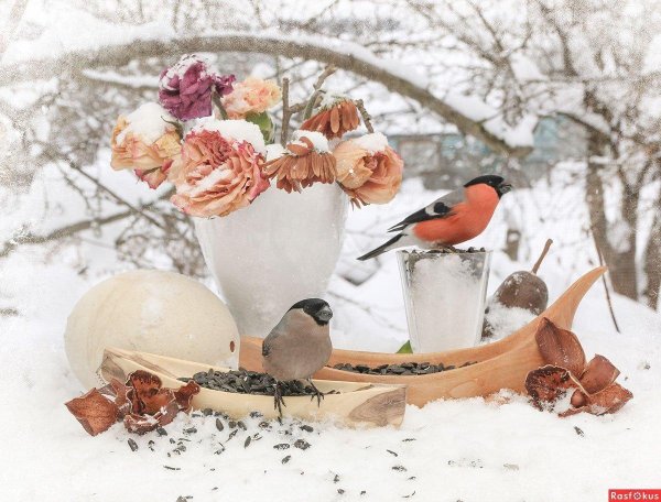 зимние натюрморты