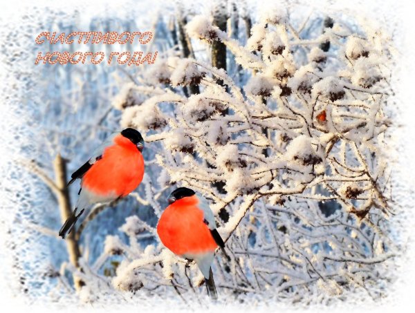 красногрудый снегирь