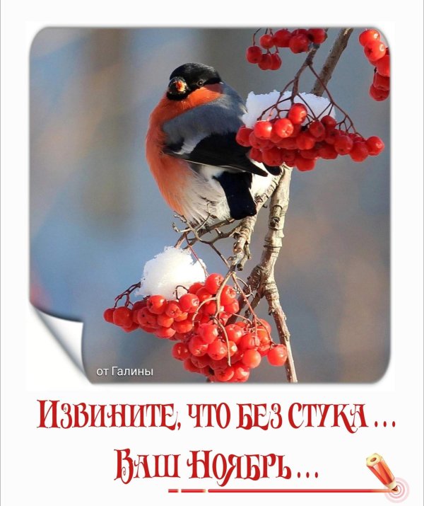 снегирь ест рябину