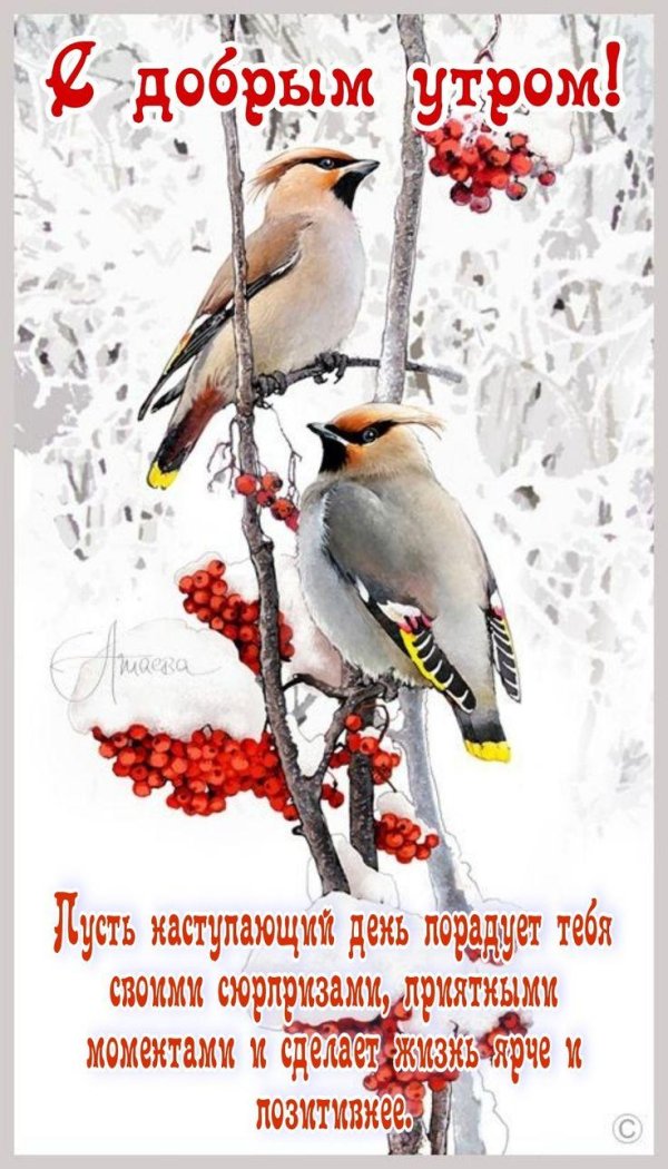 свиристель сибирская