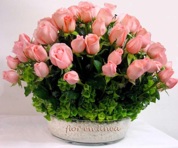 роза мелкоцветковая кустовая