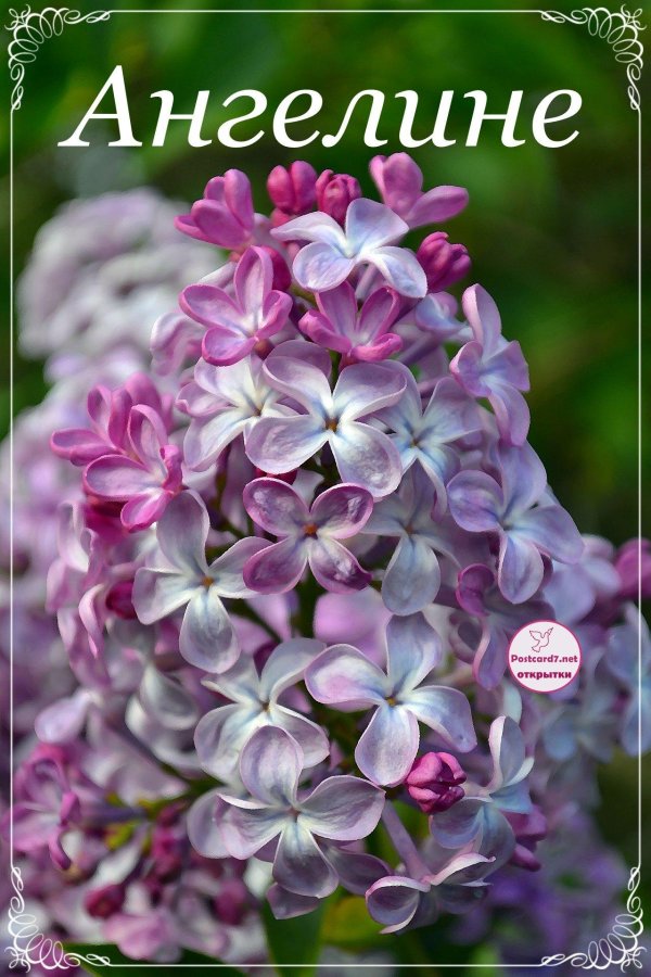 сирень сорта