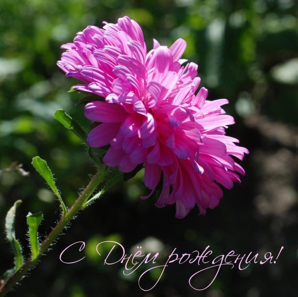 Ангелина с днем рождения