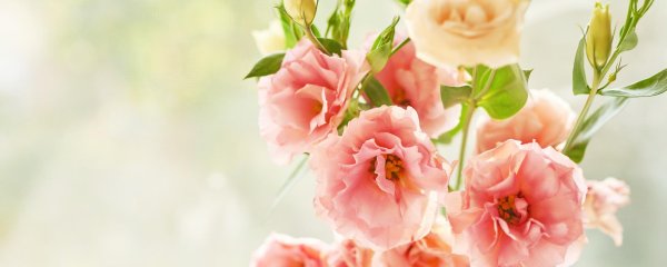 эустома розовая