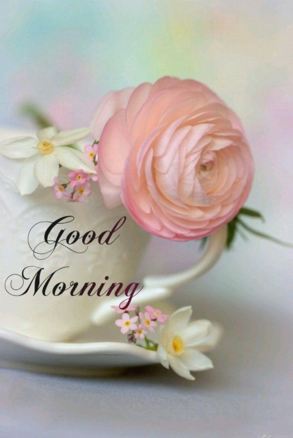 ранункулюс розовый