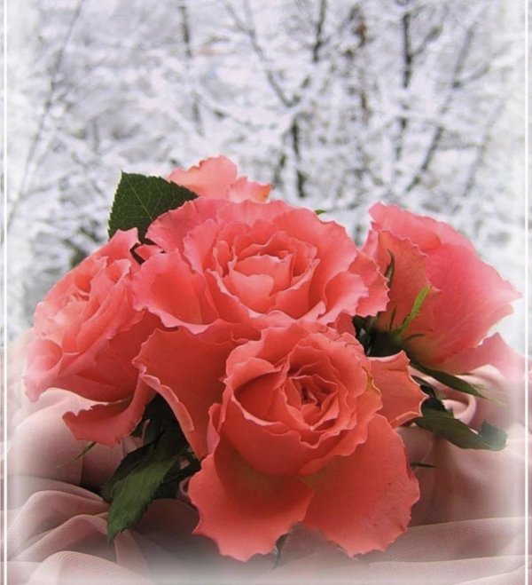 роза на снегу