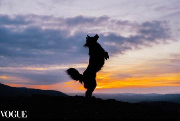 волк силуэт