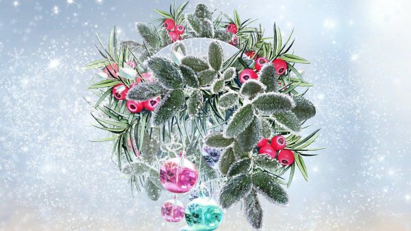 снежная еловая ветка