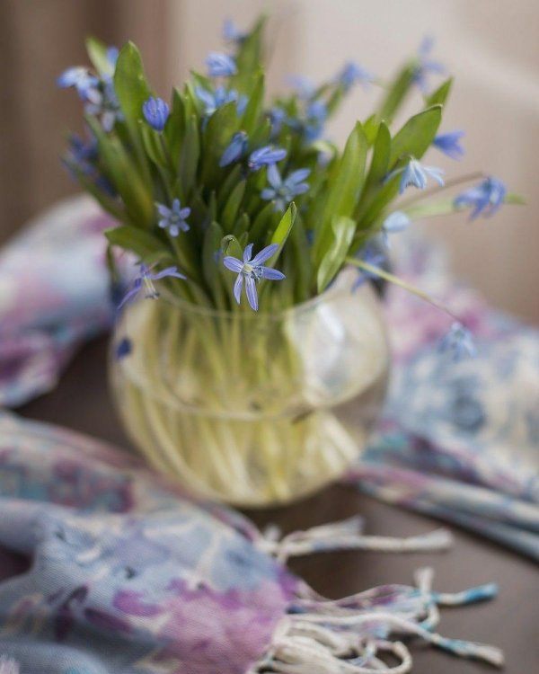 голубые первоцветы пролески