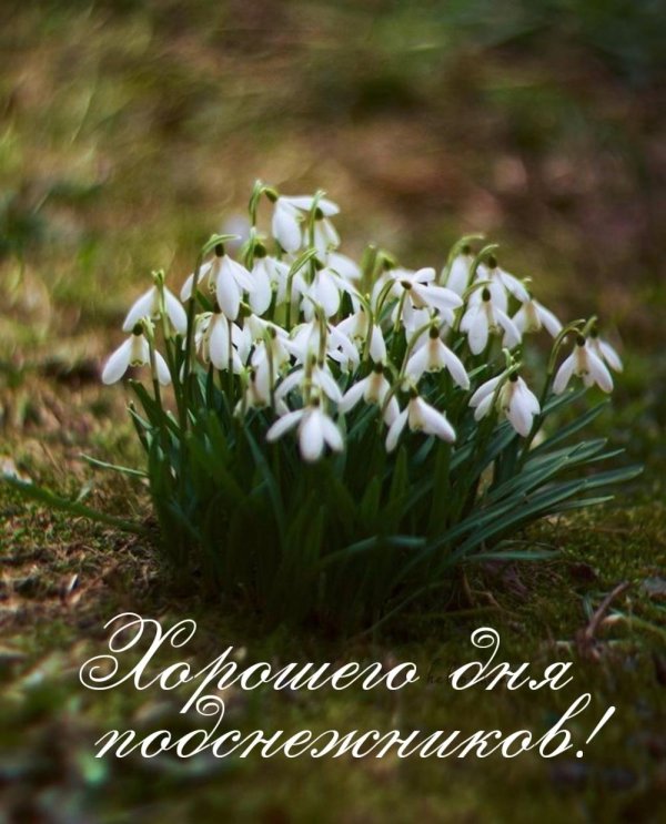 день подснежника