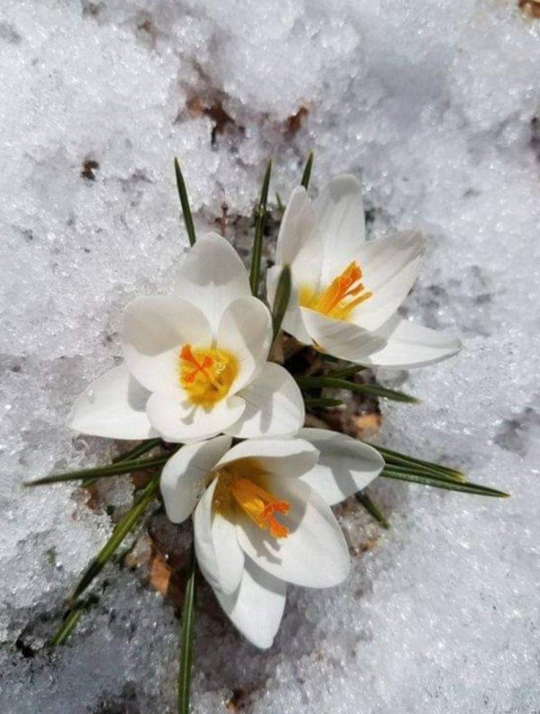 цветы ранней весны