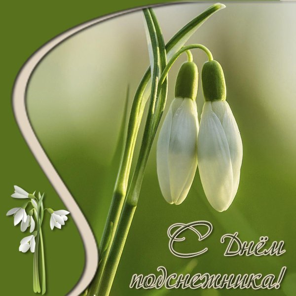 с днем подснежника открытки