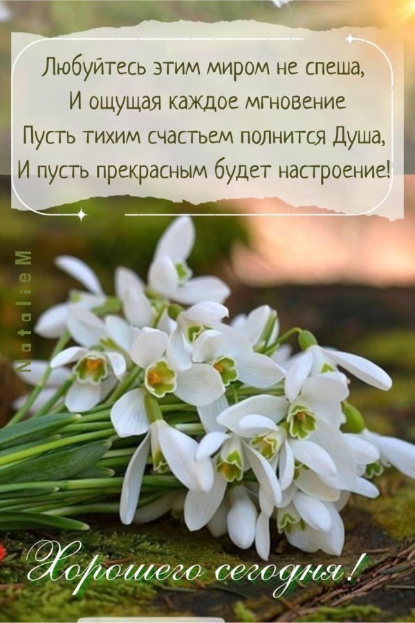 день подснежника