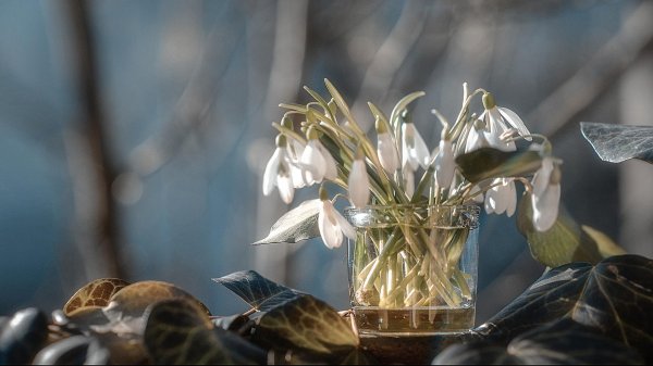 еськов подснежники