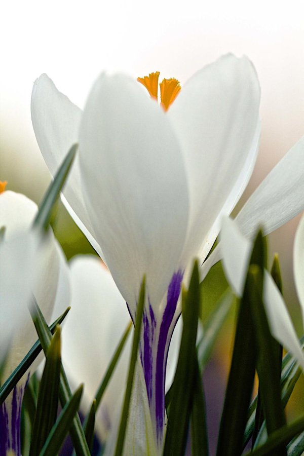 крокусы шафран белые