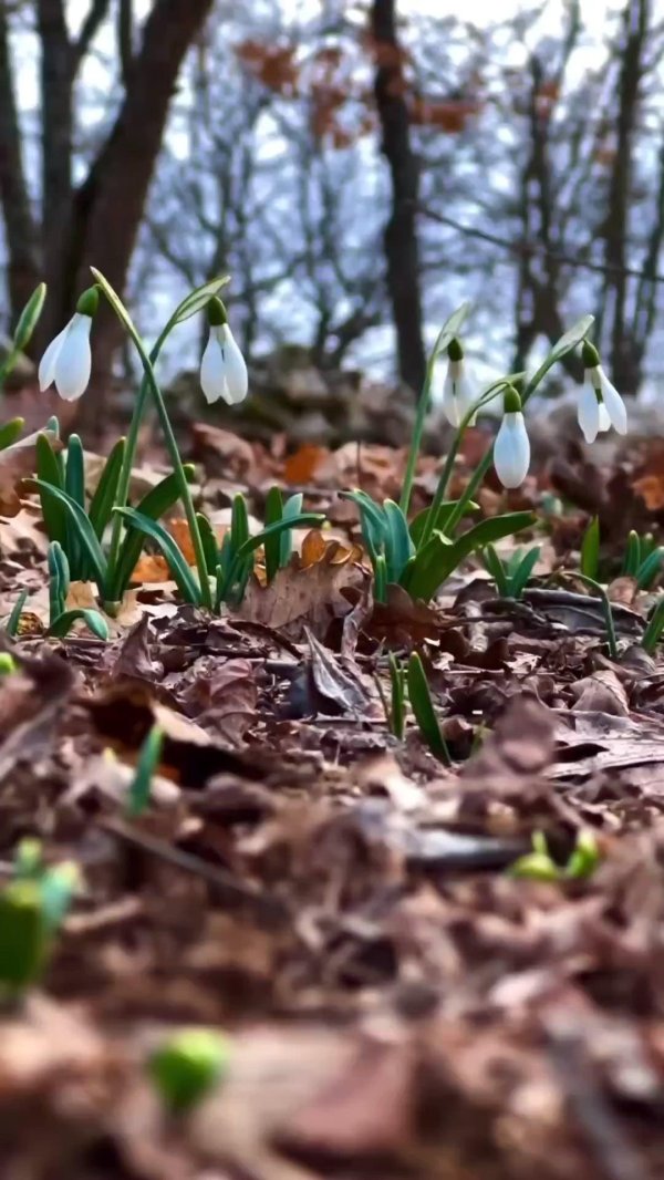 подснежник крымский