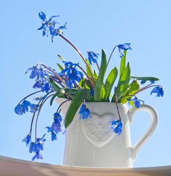 голубые первоцветы пролески