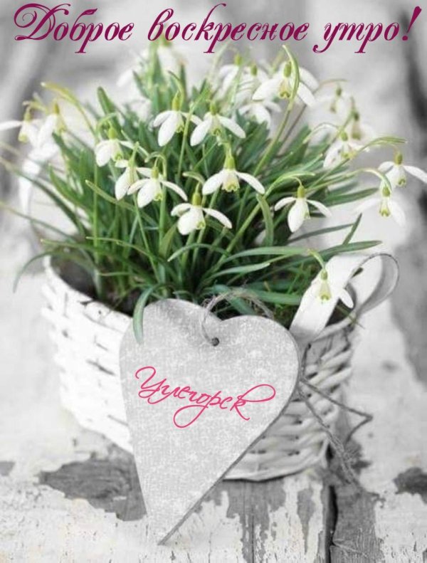 подснежник букет