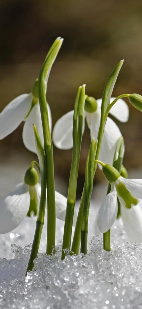 подснежник распускается
