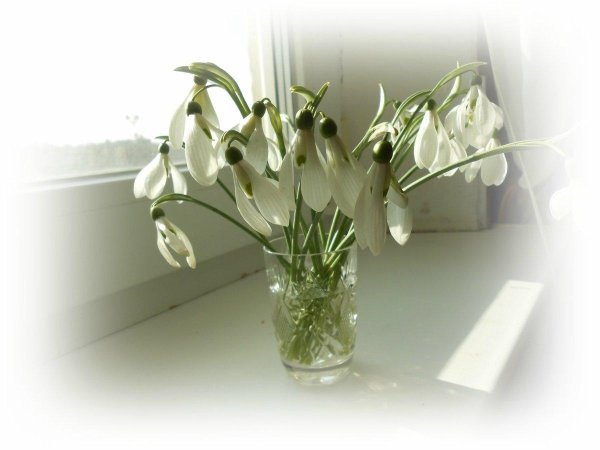 подснежник букет