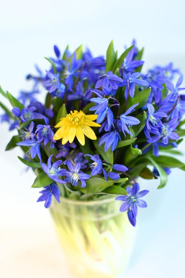 букетик синих подснежников