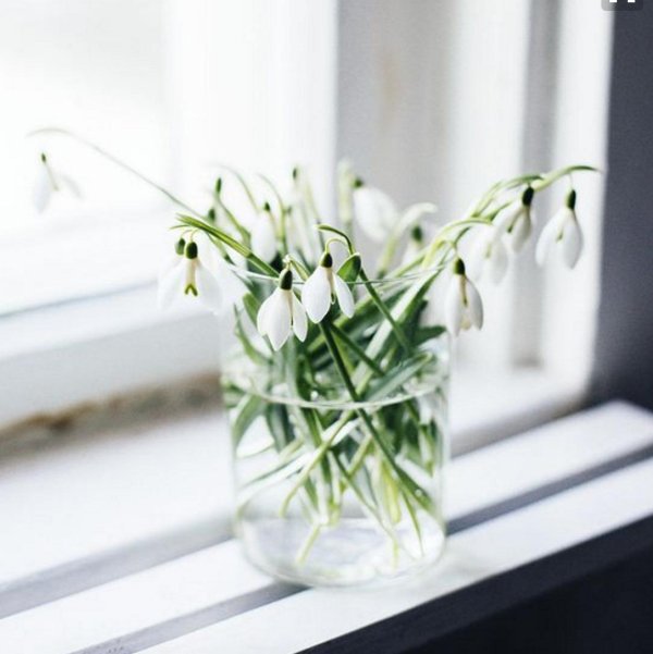 цветок на окне