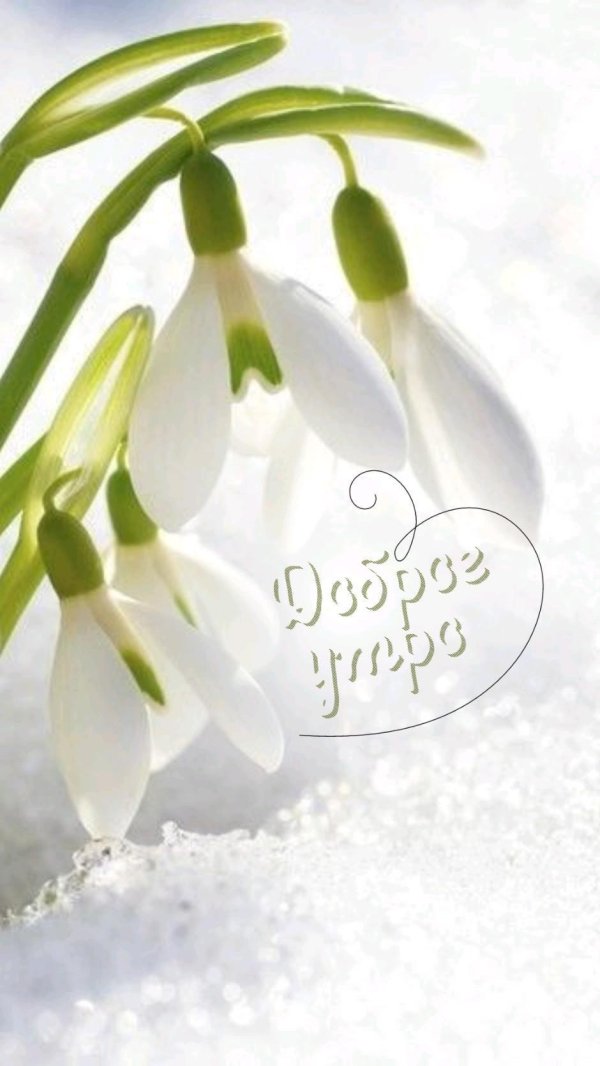 Подснежники доброе утро