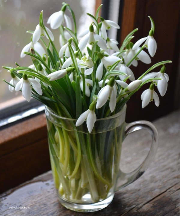 подснежник букет