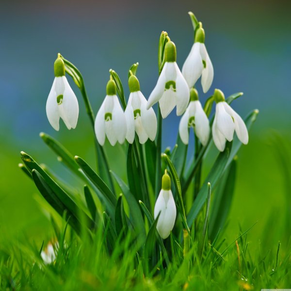 весенние цветы