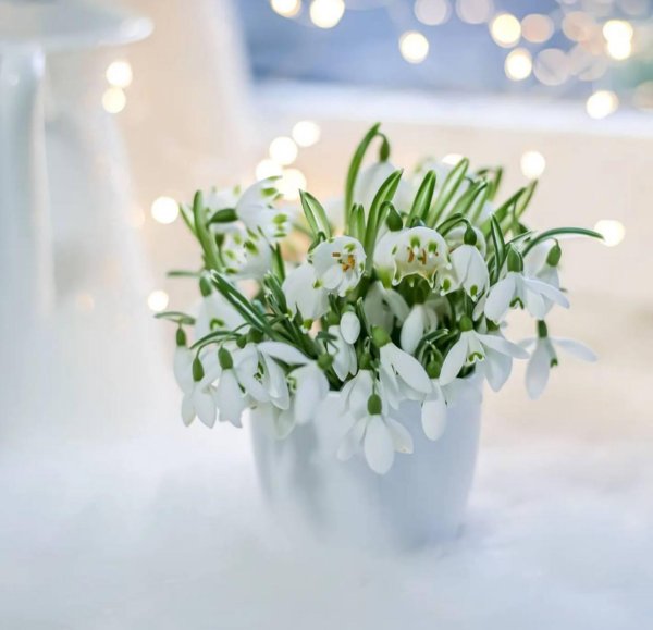 цветок подснежник