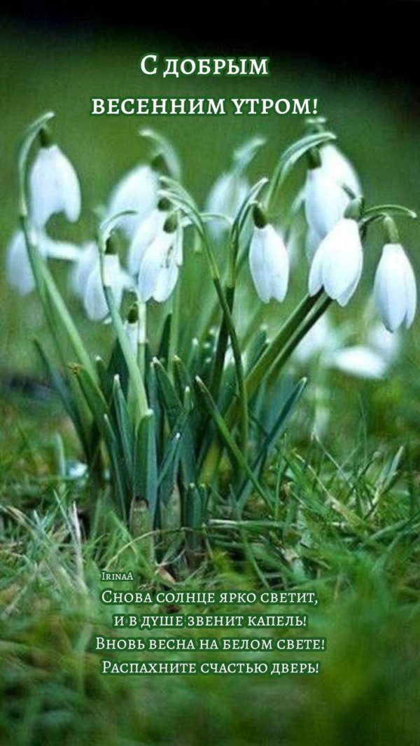 беленький весенний цветок