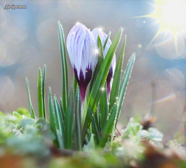 пробуждение весны