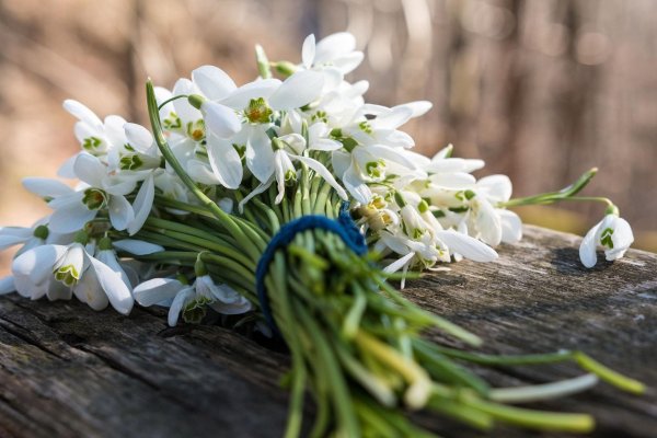 красивый букет подснежников