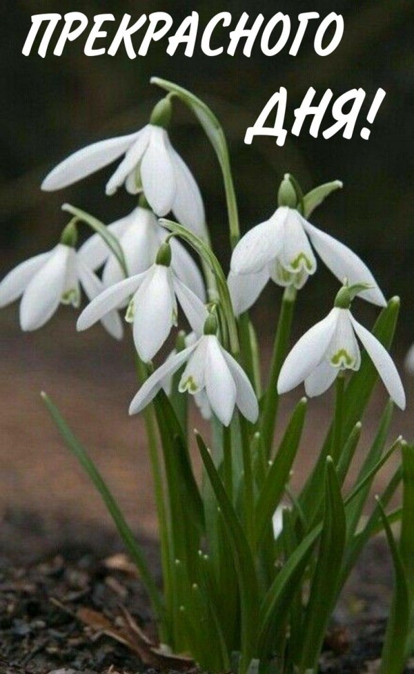 галантус цветок