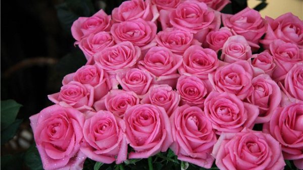 розовая роза